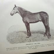 Старинная книга о лошади Графа К.Г.Врангеля