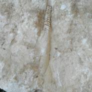 Фрагмент скелета в камне